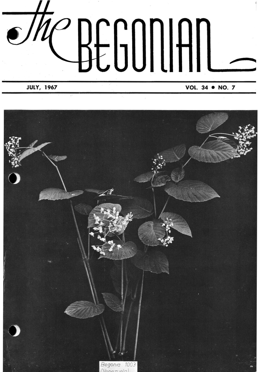 B. ‘Venezuela #1003’